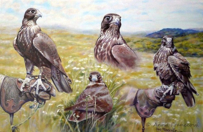 "Džana" - tmavá ♀ F. cherrug